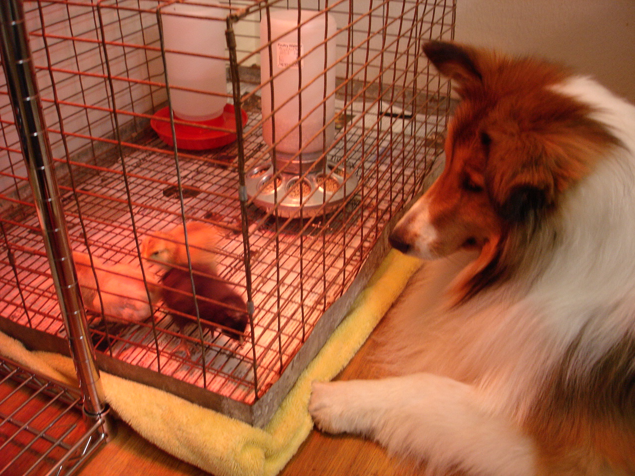 Bonnie & chicks Bonnie & chicks